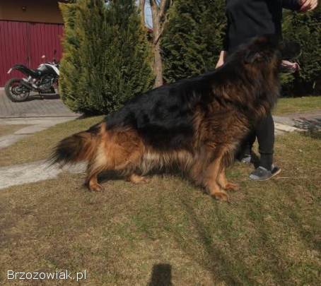 Szczeniaki owczarka niemieckiego długowłosy