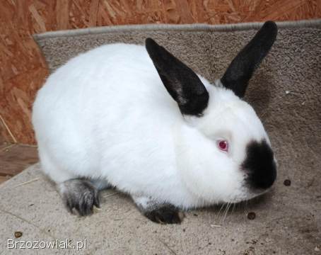 Samiec Królik Kalifornijski