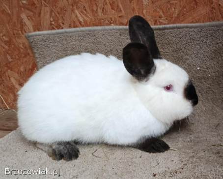 Samiec Królik Kalifornijski