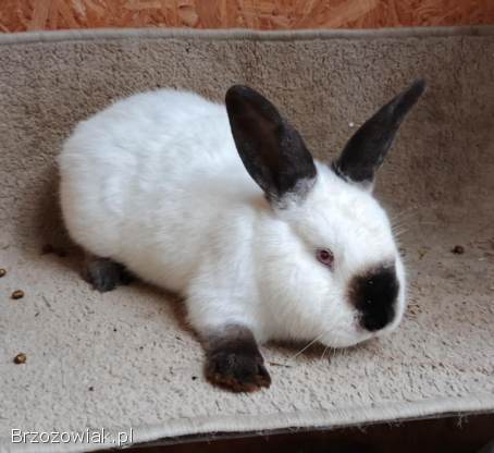 Samiec Królik Kalifornijski