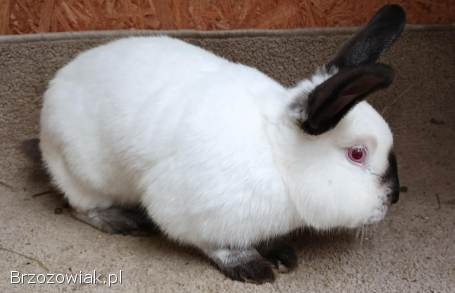 Samiec Królik Kalifornijski