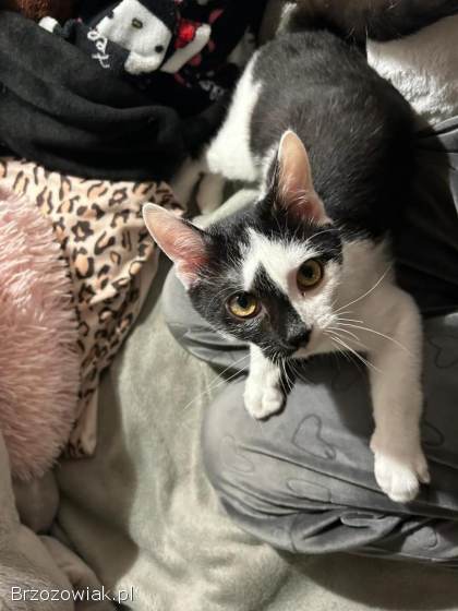 Lucek -  domowy kociak,  totalny słodziak szuka domu!
