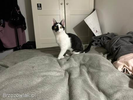 KOCIĘTA malutkie kociaki szukają domów!