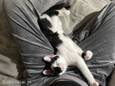 KOCIĘTA malutkie kociaki szukają domów!