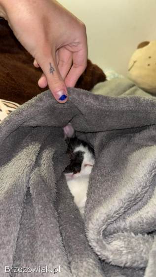 KOCIĘTA malutkie kociaki szukają domów!