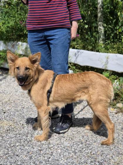 Bella -  złotowłosa piękność,  mądra,  wesoła sunia do pokochania