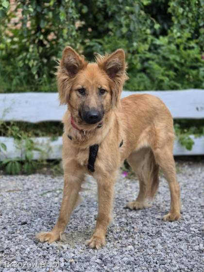 Bella -  złotowłosa piękność,  mądra,  wesoła sunia do pokochania