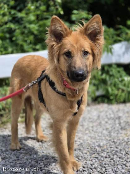 Bella -  złotowłosa piękność,  mądra,  wesoła sunia do pokochania