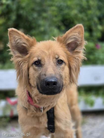 Bella -  złotowłosa piękność,  mądra,  wesoła sunia do pokochania