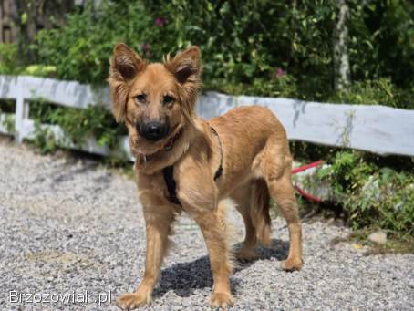 Bella -  złotowłosa piękność,  mądra,  wesoła sunia do pokochania