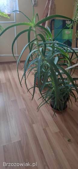 ALOES LECZNICZY