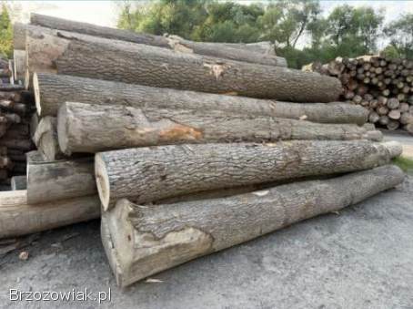 Kupię drzewo sosna,  świerk