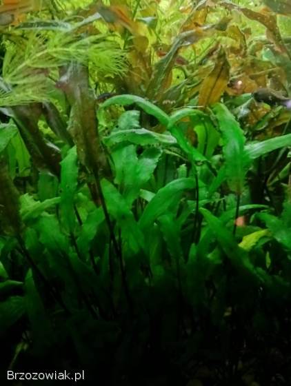 Rośliny akwariowe