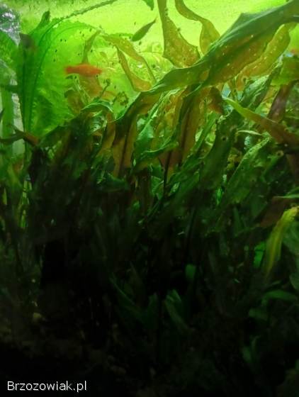 Rośliny akwariowe