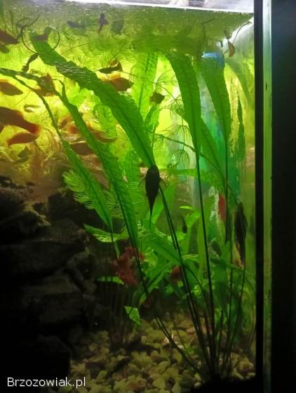 Rośliny akwariowe