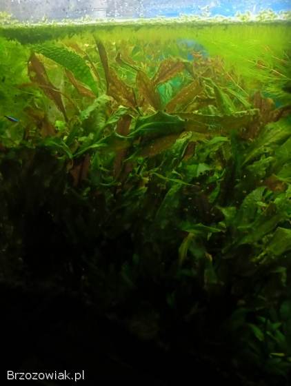 Rośliny akwariowe
