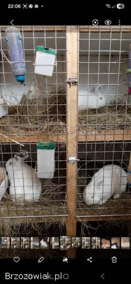 Królik nowozelandzki samiec