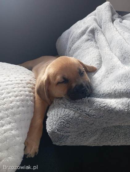 Dwie suczki kundelki szukają kochającego domu