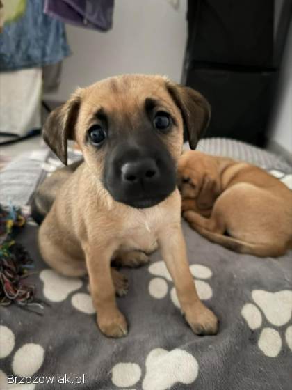 Dwie suczki kundelki szukają kochającego domu