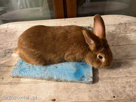Sprzedam Króliki