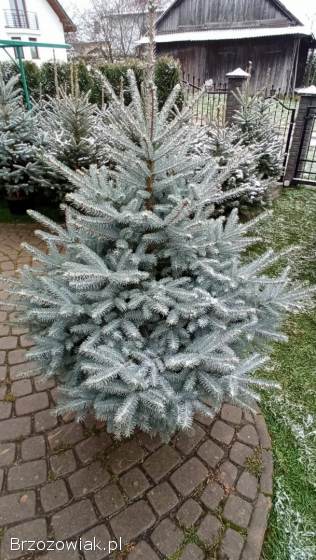 Choinki żywe Blizne