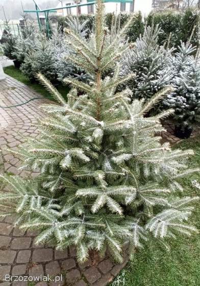 Choinki żywe Blizne