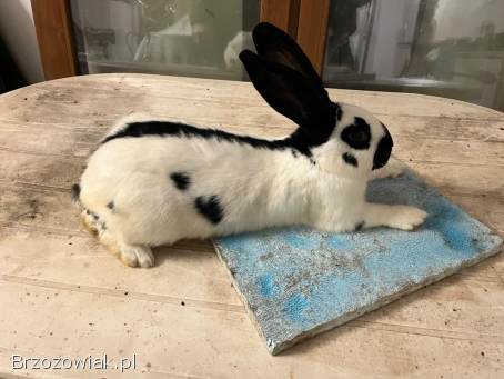 Sprzedam króliki