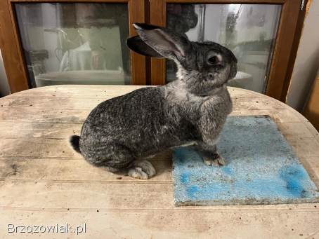 Sprzedam króliki
