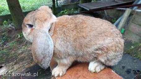 Baran Francuski,  młode i ładne króliki.