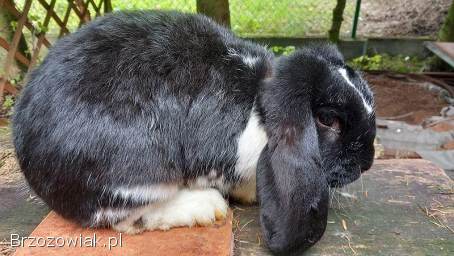 Baran Francuski,  młode i ładne króliki.