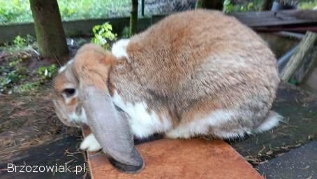 Baran Francuski,  młode i ładne króliki.
