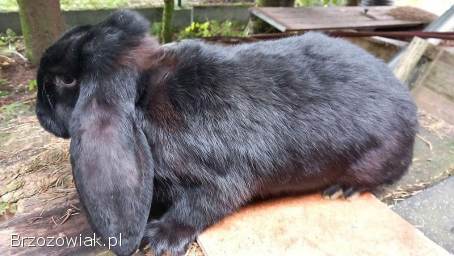 Baran Francuski,  młode i ładne króliki.