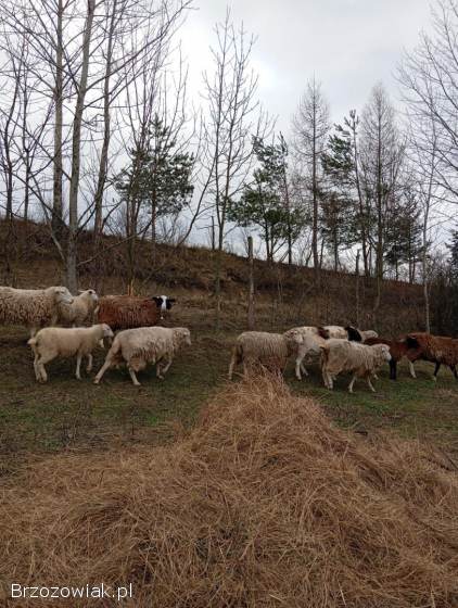 Owce kotne dorper/nolan