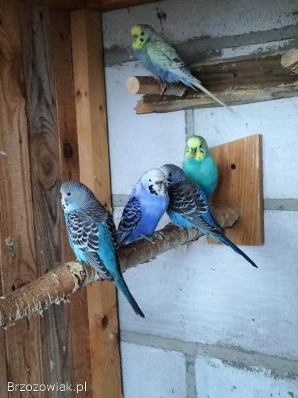 Papugi papuga faliste