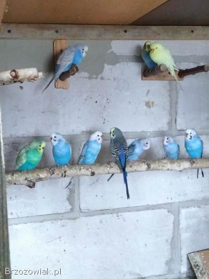 Papugi papuga faliste