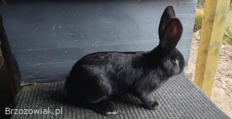 Sprzedam króliki Belg olbrzym