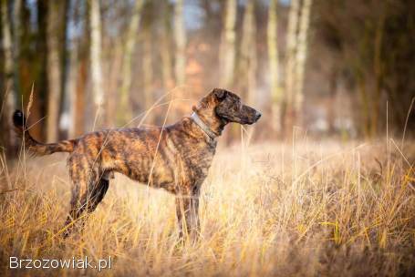 Blum -  młody,  wychowany z dziećmi,  aktywny psiak!