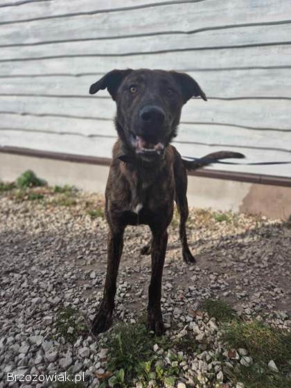 Blum -  młody,  wychowany z dziećmi,  aktywny psiak!