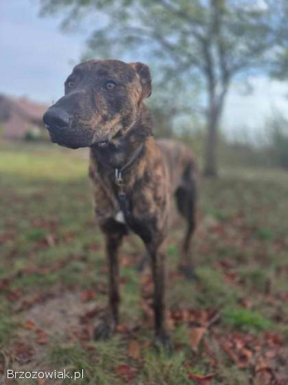 Blum -  młody,  wychowany z dziećmi,  aktywny psiak!