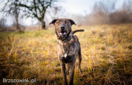 Blum -  młody,  wychowany z dziećmi,  aktywny psiak!