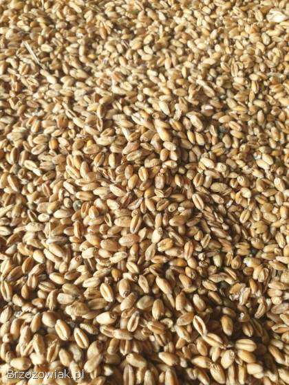 Sprzedam Owies Pszenica i słomę