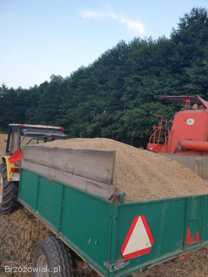 Sprzedam Owies Pszenica i słomę