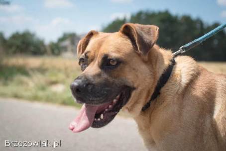 Aza -  wesoła,  łagodna,  rodzinna sunia!