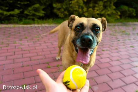 Aza -  wesoła,  łagodna,  rodzinna sunia!