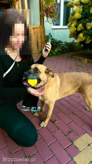 Aza -  wesoła,  łagodna,  rodzinna sunia!