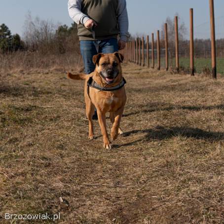 Aza -  wesoła,  łagodna,  rodzinna sunia!