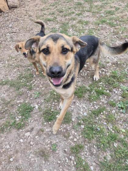 Magnus -  młody,  niesamowicie wesoły i przyjazny psiak!