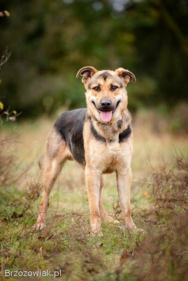 Magnus -  młody,  niesamowicie wesoły i przyjazny psiak!