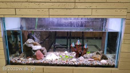 Akwarium 90L 79x38x30