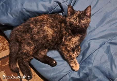 Pilnie oddam kotkę w dobre ręce!